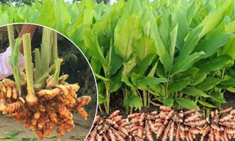 Waigaon Turmeric