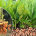 Waigaon Turmeric