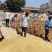 Wheat Procurement