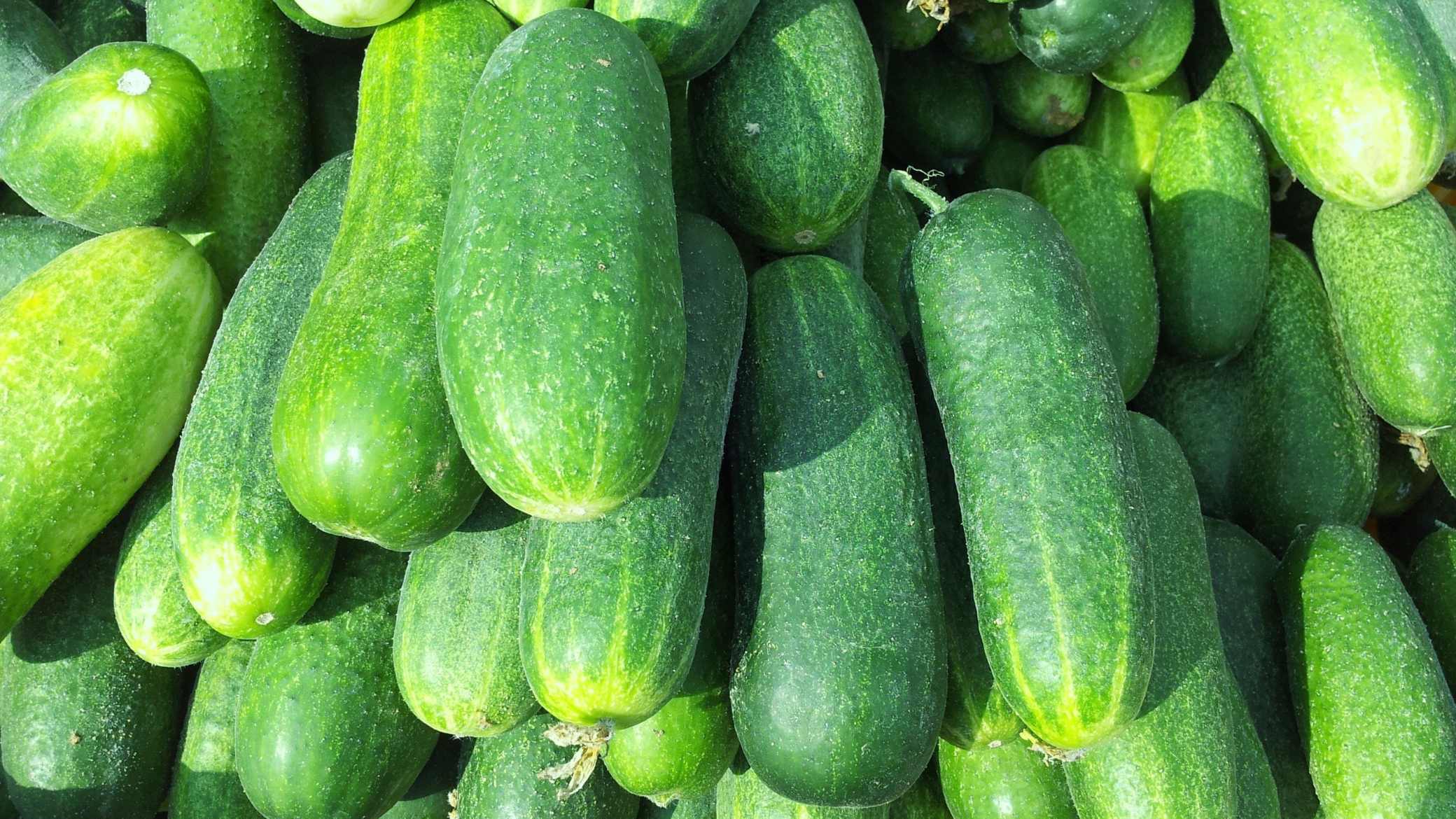Cucumber