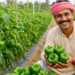 Capsicum Farming