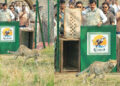 Cheetas in Kuno Cheetas in Kuno