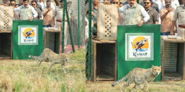 Cheetas in Kuno