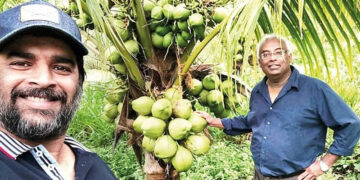 Coconut Farming