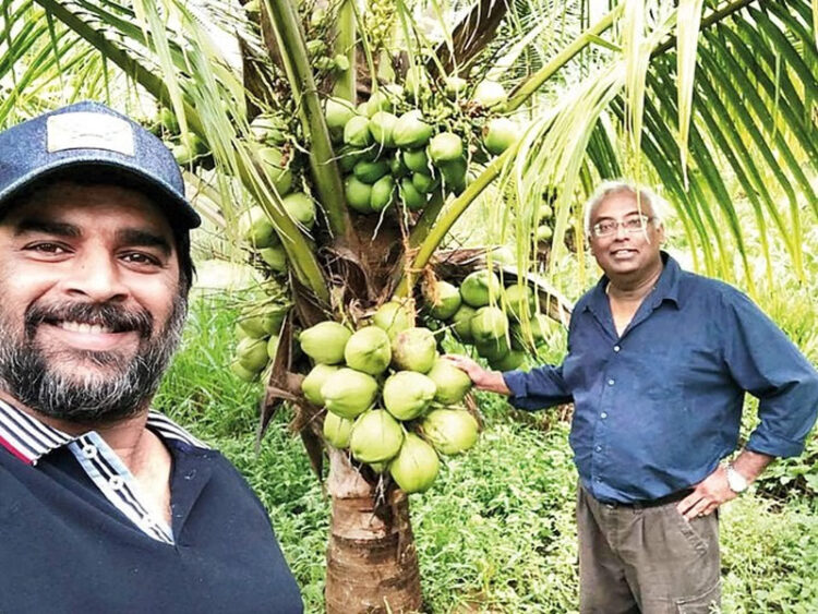 Coconut Farming