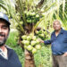 Coconut Farming
