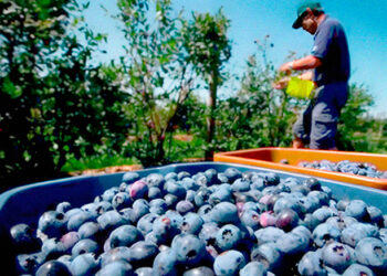 Cultivate Superfoods