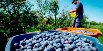 Cultivate Superfoods
