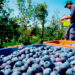 Cultivate Superfoods
