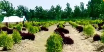 Farmers Growth 1 Farmers' Growth