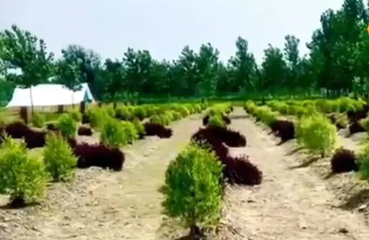 Farmers' Growth