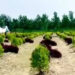 Farmers' Growth