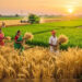 Foodgrain production