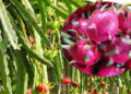 Fruit Cultivation