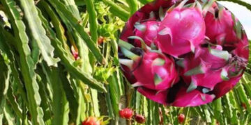 Fruit Cultivation
