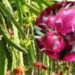 Fruit Cultivation