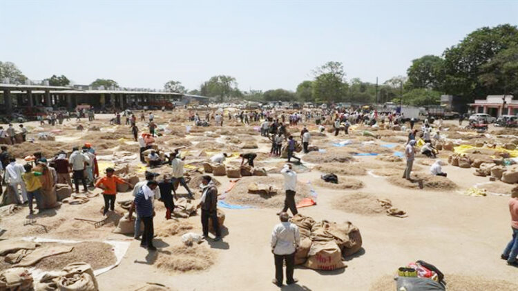 Herbal Market