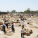 Herbal Market 1 Herbal Market