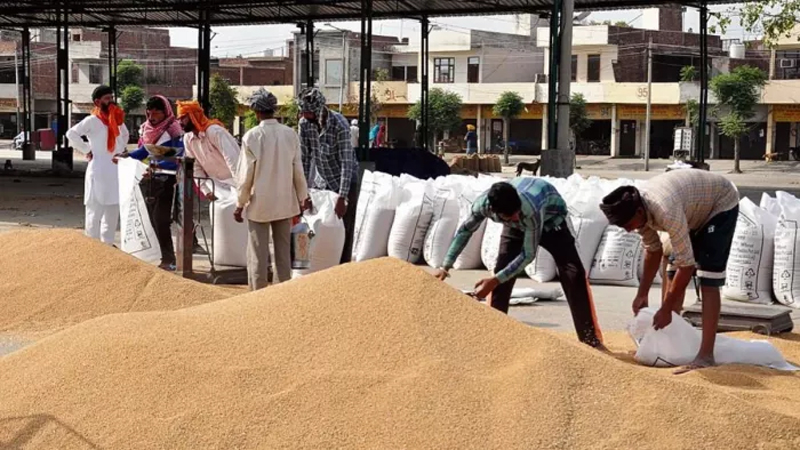 MSP Crop Procurement