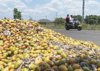 Mango Cultivation