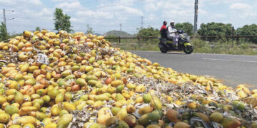 Mango Cultivation
