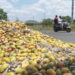 Mango Cultivation