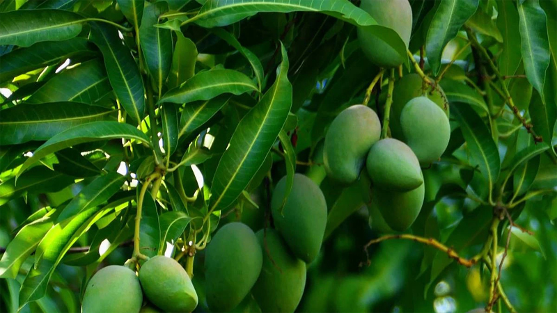 Mango Cultivation