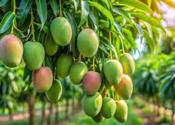 Mango farmers
