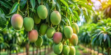 Mango farmers