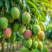 Mango farmers