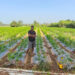 Modern Farming