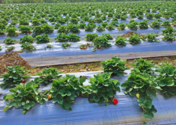 Mulching process