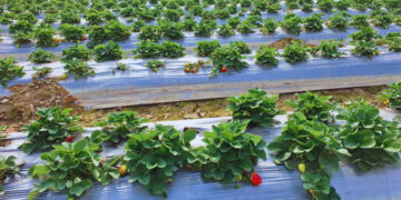 Mulching process