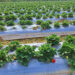 Mulching process