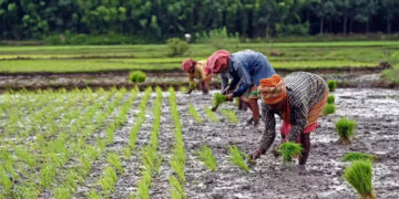 Paddy Cultivation