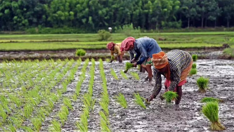Paddy Cultivation