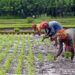 Paddy Cultivation 1 Paddy Cultivation