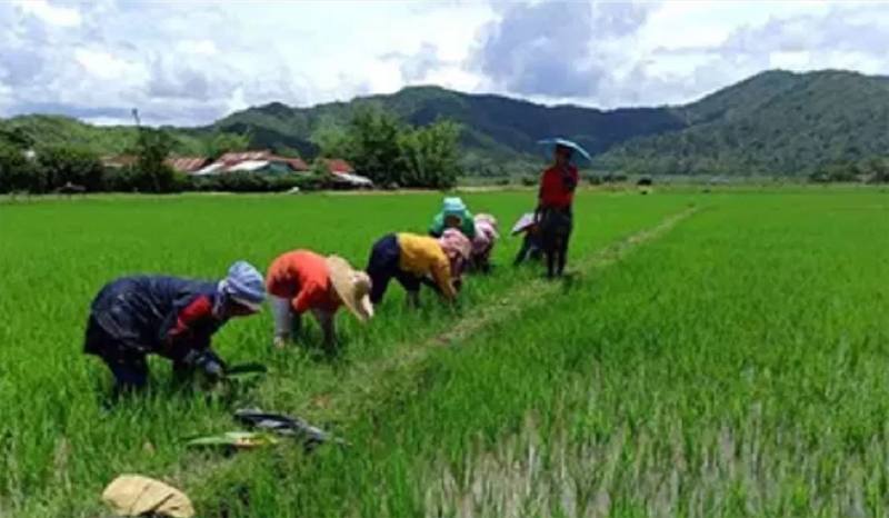 Paddy Cultivation