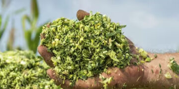 Silage Technology