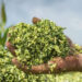 Silage Technology