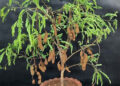 Tamarind Plant