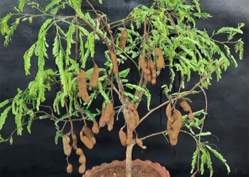 Tamarind Plant