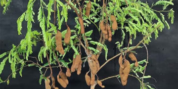 Tamarind Plant