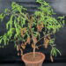 Tamarind Plant 1 Tamarind Plant