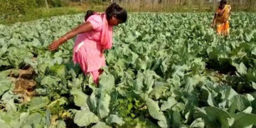 Vegetables scorched