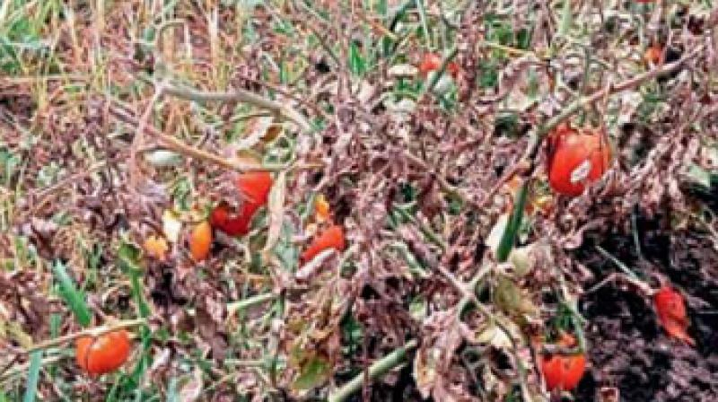 Vegetables scorched