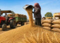 Wheat Procurement