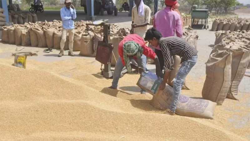 Wheat Procurement