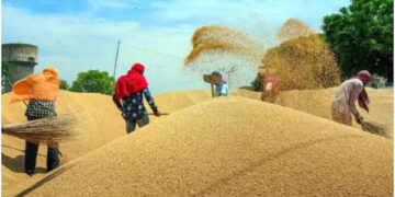 Wheat Production