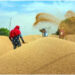 Wheat Production